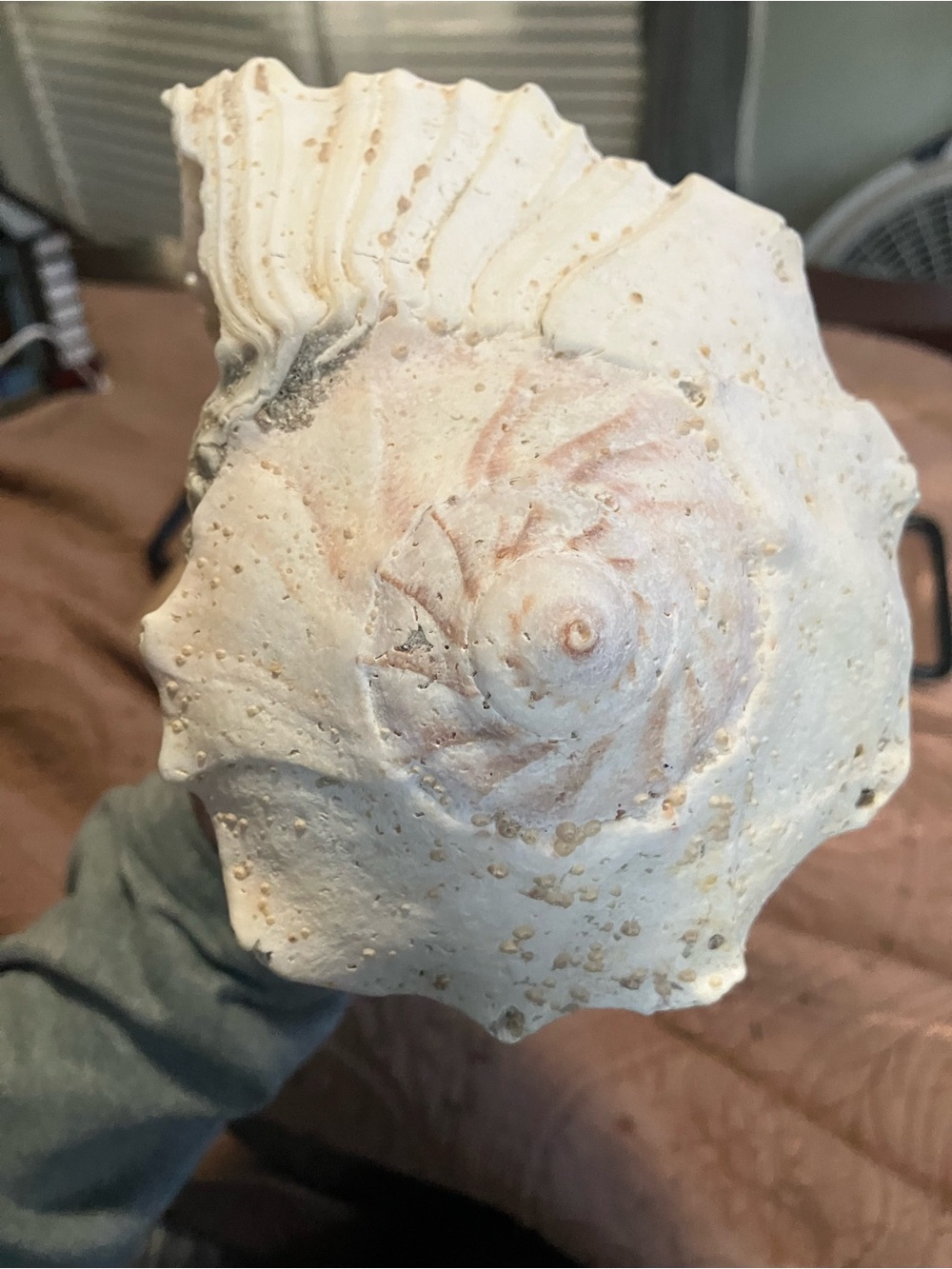 Large Lightning Whelk White Shell - Picture 6 of 9